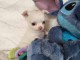 chiot chihuahua femelle a donner 