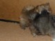 chiot spitz nain disponible &agrave; donner 