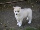 chiot sib&eacute;rien husky a donner 