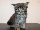 chaton Maine coon &agrave; donner 