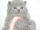 Chatons British Shorthair et Longhair a donner 
