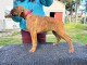 chiot boxer a donner 