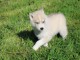 je donne chiot sib&eacute;rien husky femelle 