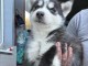 chiot sib&eacute;rien husky a donner 