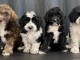 adoption chiot cockapoo m&acirc;le et femelle a adopt&eacute; 