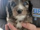 je donne chiot cockapoo disponible 