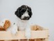 adorable chiot cockapoo pour adoption 