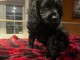 chiot Cockapoo a donner 