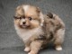chiot spitz &agrave; adopter femelle 