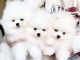 annonce chiot spitz nain Pom&eacute;ranie 
