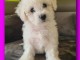 chiot bichon fris&eacute; &agrave; adopter 