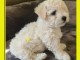 chiot bichon fris&eacute; a donner urgent 
