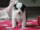 adorable chiot berger australien disponible 