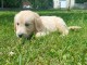 chiot golden retriever pour adopter 