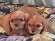 chiot cavalier king charle disponible 