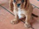 Chiot cavalier king charle &agrave; donner 