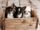 chiot chihuahua femelle et m&acirc;le disponible pour adoption 