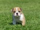 chiot bulldog anglais a donner 