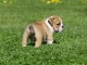 Bulldog anglais lof m&acirc;le a donner 