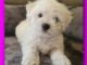 Chiot bichon maltais m&acirc;le a donner 