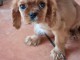 Je donne chiot cavalier king charle 