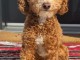 chiot type cockapoo &agrave; adopter 