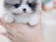 &Agrave; vendre chiot spitz nain Pom&eacute;ranie 