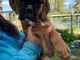 Je donne chiot boxer disponible de suite 