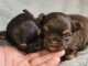 B&eacute;b&eacute; chiot chihuahua a donner urgent 