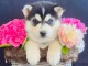 Dons chiot husky sib&eacute;rien 