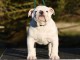 chiot bulldog anglais disponible pour adoption 