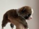 b&eacute;b&eacute; chiot spitz allemand &agrave; adopter 