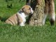 Dons chiot bulldog anglais lof 