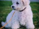 Chiot Bichon Fris&eacute; &agrave; vendre