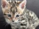 2 Magnifiques Chatons bengal