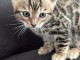 2 Magnifiques Chatons bengal