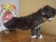 Chatons Maine coons - label or france - LOOF