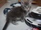 Chaton Maine coon adorable pour adoption 