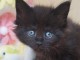 Chaton Maine coon noir disponible 