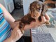 Je donne chiot teckel disponible 