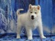 Chiot sib&eacute;rien husky a donner 