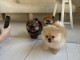 B&eacute;b&eacute; chiot spitz nain disponible 