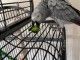 Perroquet gris Gabon disponible &agrave; donner 