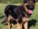 Chiot berger australien disponible pour adoption 