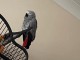 Perroquet gris Gabon adopter 