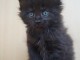Chaton Maine coon noir &agrave; adopter 