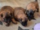Chiot berger belge &agrave; donner 
