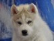 Je donne chiot sib&eacute;rien husky femelle 