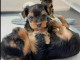Chiot Yorkshire terrier disponible de suite 