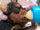 chiot Yorkshire femelle a donner 